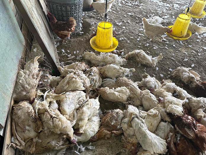 流浪犬闖入雞舍大開殺戒，雞屍遍佈雞舍各處。（圖／郭信良臉書）
