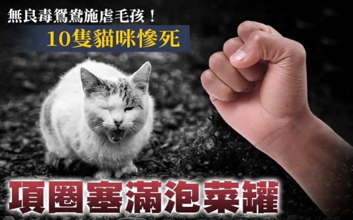 (圖/《獨家報導》獨家調查站製圖)