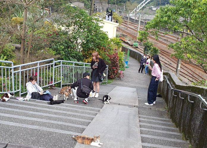 4月4號台灣貓節　新北猴硐貓公所推回寄限量明信片　-有機會獲專屬好禮