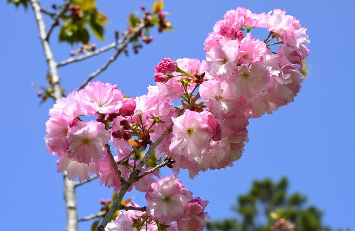 清明連假百花齊放　武陵農場晚櫻盛開迎賓