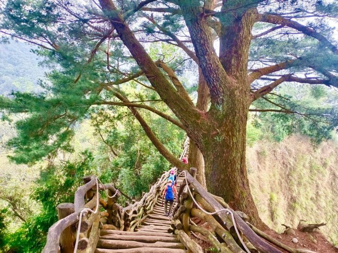 台中大坑眺景秘境開箱！　觀旅局：4月到大坑5號步道感受雲霧繚繞風情