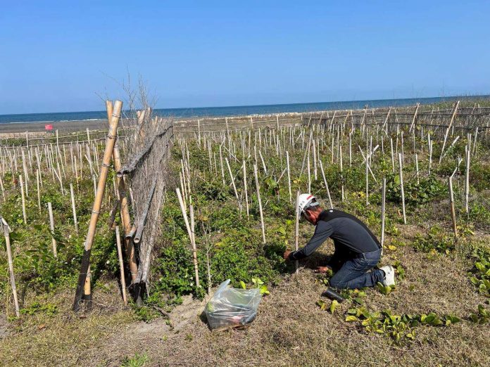 推動海岸生態復甦！　中市觀旅局揭大安海岸林復育成果