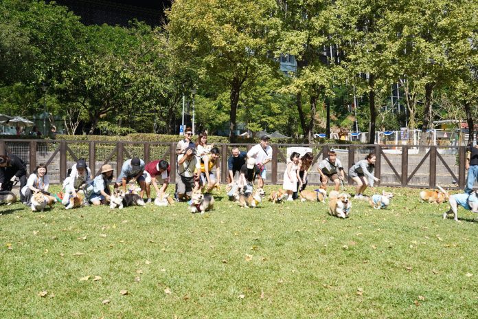 柯基萌犬信義廣場pk　台北狗狗嘉年華免費疫苗開打