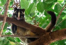 走訪上新莊 公園串連城市綠意 一座讓白鼻心出沒湊熱鬧的自然綠洲 走訪上新莊 公園串連城市綠意 一座讓白鼻心出沒湊熱鬧的自然綠洲