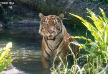 北市動物園新嬌客!新加坡馬來虎「Arhaa」檢疫期滿 熱帶雨林區亮相 北市動物園新嬌客!新加坡馬來虎「arhaa」檢疫期滿 熱帶雨林區亮相