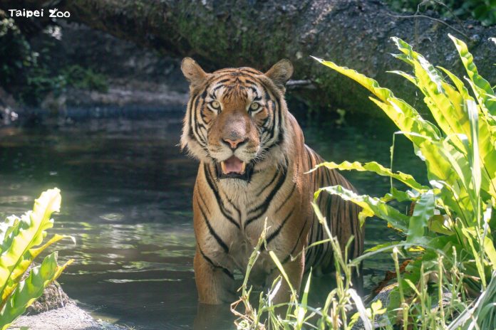 北市動物園新嬌客！新加坡馬來虎「arhaa」檢疫期滿　熱帶雨林區亮相