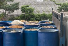 新北再查獲違規餵食廚餘養豬場 重罰206萬並禁上市及取消補助 新北再查獲違規餵食廚餘養豬場 重罰206萬並禁上市及取消補助