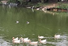桃園綠色秘境八德埤塘生態公園 鴨群漫游夜鷺候鳥棲息親子遊首選 桃園綠色秘境八德埤塘生態公園 鴨群漫游夜鷺候鳥棲息親子遊首選