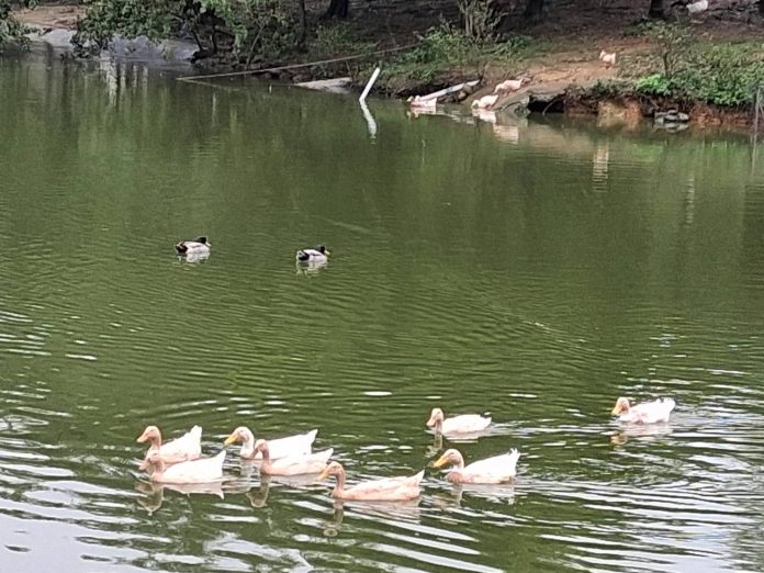桃園綠色秘境八德埤塘生態公園　鴨群漫游夜鷺候鳥棲息親子遊首選