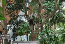 等你來挖寶!臺北典藏植物園降真香結實纍纍 等你來挖寶!臺北典藏植物園降真香結實纍纍