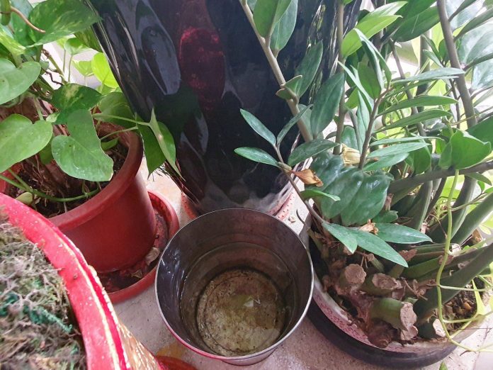 登革熱拉警報！嘉市府提醒：天涼蚊未歇　「巡倒清刷」不可懈