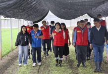 鳳凰颱風來襲 張麗善縣長關心稻米及蔬菜採收情形 鳳凰颱風來襲 張麗善縣長關心稻米及蔬菜採收情形