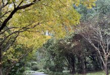 賞楓・觀銀杏・看茶梅 陽明山秘境報你知 賞楓・觀銀杏・看茶梅 陽明山秘境報你知