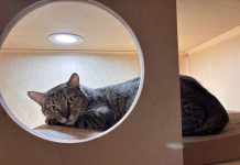 虎斑貓「帝寶」等到了家!北市「浪愛滿屋」計畫成功送養322犬貓 虎斑貓「帝寶」等到了家!北市「浪愛滿屋」計畫成功送養322犬貓