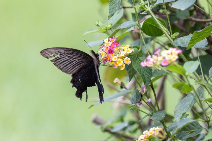 天成飯店花蓮雙星登場 城堡-×-森林打造最強秋冬雙湯奢旅 天成飯店花蓮雙星登場 城堡-×-森林打造最強秋冬雙湯奢旅