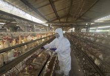 彰化縣蛋雞場芬普尼全面採樣監測啟動 第一梯次15場高風險場檢驗結果均為未檢出 彰化縣蛋雞場芬普尼全面採樣監測啟動 第一梯次15場高風險場檢驗結果均為未檢出