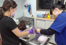 彰化縣政府積極處理特定寵物業不當飼養案件 41隻貓全數緊急收容安置 全面守護動物福祉 彰化縣政府積極處理特定寵物業不當飼養案件-41隻貓全數緊急收容安置 全面守護動物福祉