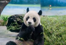 圓圓健檢結果出爐!動物園證實:主要器官功能穩定正常 圓圓健檢結果出爐!動物園證實:主要器官功能穩定正常