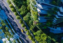 信義商圈楓香有故事 認養人細心呵護打造最美麗風景 信義商圈楓香有故事 認養人細心呵護打造最美麗風景