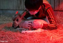 保育員當弓角羚羊寶寶保母 隔壁羚羊長輩們作夥來幫忙 圖/台北市政府