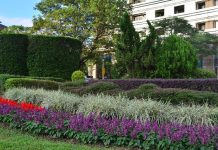 冬季就要暖色系 仁愛圓環周遭爆開火樣花卉 冬季就要暖色系 仁愛圓環周遭爆開火樣花卉