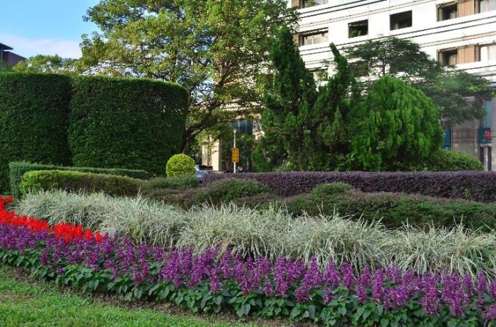 冬季就要暖色系　仁愛圓環周遭爆開火樣花卉