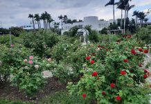 玫瑰與欒樹共舞冬日色彩 台北玫瑰園飄香映紅光 玫瑰與欒樹共舞冬日色彩 台北玫瑰園飄香映紅光