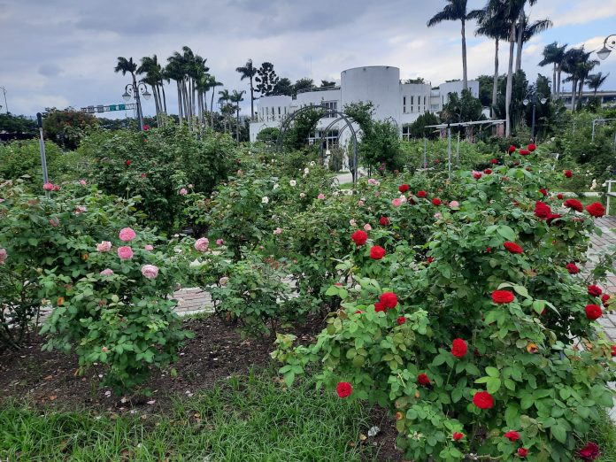 玫瑰與欒樹共舞冬日色彩　台北玫瑰園飄香映紅光