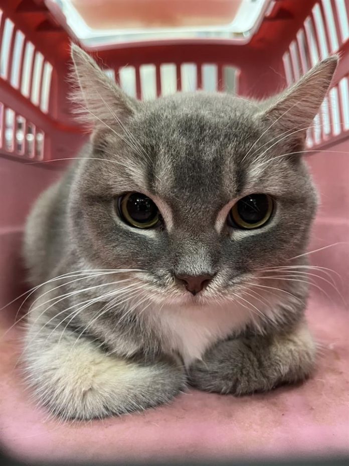 彰化縣動物防疫所沒入品種貓開放抽籤認養　英短、布偶、曼赤肯等多種貓隻等待溫暖新家