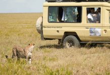 非洲篇震撼登場與獅子 獵豹 鬣狗比鄰而居 大草原景色激動落淚 非洲篇震撼登場與獅子-獵豹-鬣狗比鄰而居-大草原景色激動落淚