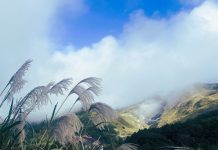 陽明山竹子湖轉型休閒農業 初冬賞芒正當時 陽明山竹子湖轉型休閒農業 初冬賞芒正當時