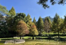 秋冬美景正盛! 后里、南屯、太平落羽松接力轉色 打造城市最詩意風景線! 秋冬美景正盛! 后里、南屯、太平落羽松接力轉色 打造城市最詩意風景線!