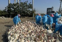 雲林入冬首例禽流感案例 籲「禽」落實生物安全 雲林入冬首例禽流感案例 籲「禽」落實生物安全