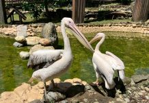 壽山動物園歲末迎「新」 朋友 鵜鶘、侏儒羊、兔豚等多種動物報到! 壽山動物園歲末迎「新」-朋友-鵜鶘、侏儒羊、兔豚等多種動物報到!