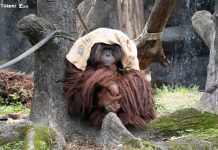 冷氣團來襲動物園禦寒有方 保溫燈、高熱量飲食助動物過冬 冷氣團來襲動物園禦寒有方 保溫燈、高熱量飲食助動物過冬