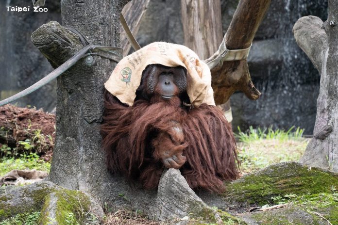 冷氣團來襲動物園禦寒有方　保溫燈、高熱量飲食助動物過冬