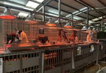 入冬氣溫下降 新北動保處啟動防寒計畫 暖心照護收容毛寶貝 入冬氣溫下降 新北動保處啟動防寒計畫 -暖心照護收容毛寶貝