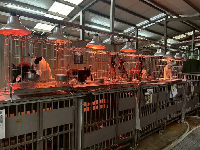 入冬氣溫下降　新北動保處啟動防寒計畫　-暖心照護收容毛寶貝