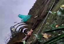 小橘貓受困排水溝失溫險死 新北動保處救援治療 幸運找到認養家庭 小橘貓受困排水溝失溫險死 新北動保處救援治療 幸運找到認養家庭