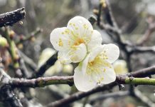 南投縣信義鄉「踏雪尋梅」活動 今27日盛大登場 南投縣信義鄉「踏雪尋梅」活動 今27日盛大登場