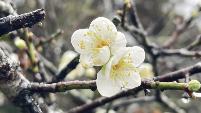 南投縣信義鄉「踏雪尋梅」活動　今27日盛大登場
