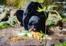 從黑熊蛋糕的食材豐富化 學習「無痕山林」共築人熊和諧 圖/台北市政府