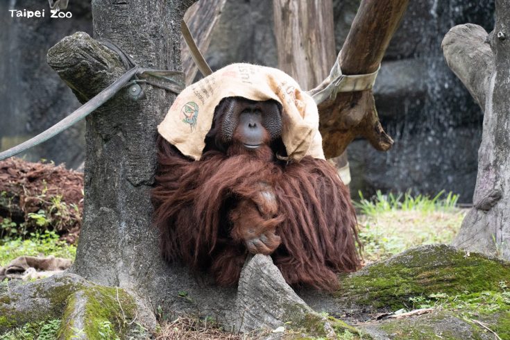 動物園啟動 冬日保暖 麻布袋 乾草床禦寒 圖/台北市立動物園提供