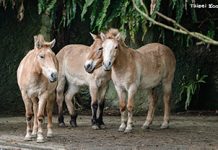 馬年識馬 蒙古野馬的翻轉野外滅絕至復育之路 圖/台北市政府
