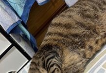 臺北毛孩學院全台率先開課,春季班免費課程快來報名! 圖/台北市政府