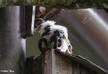 穿山甲館熱帶動物保暖有一套 圖/台北市政府