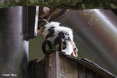 76d79edc-9f55-4e4f-8286-de33bd937275 圖/台北市政府