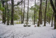 冬季暢遊梨山 在台中就能遇見雪國風景 冬季暢遊梨山 在台中就能遇見雪國風景