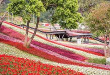 三層崎花海將登場 兩公園串聯打造更大更美賞花路線 三層崎花海將登場 兩公園串聯打造更大更美賞花路線