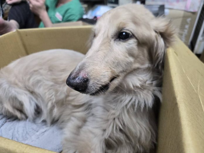 犬隻意外墜落重傷　飼主竟未照護又棄養　新北動保處依法重罰12萬8千元